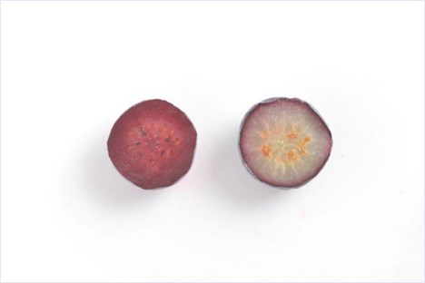 ビルベリーの写真